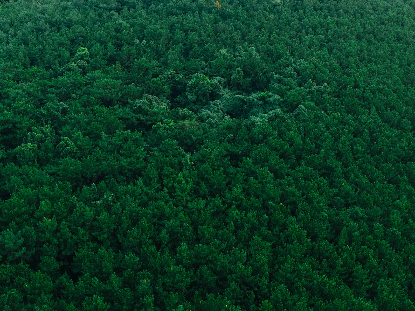 タワマンの奥で、波の音がしていた-福岡県新宮町楯の松原(たてのまつばら)