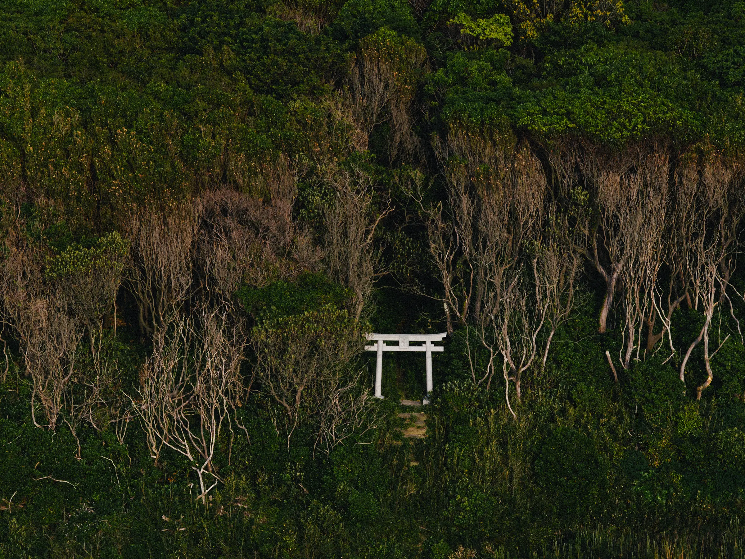 静けさに還る、海へ向かう鳥居の前で-福岡県福津市年毛神社(としもじんじゃ)