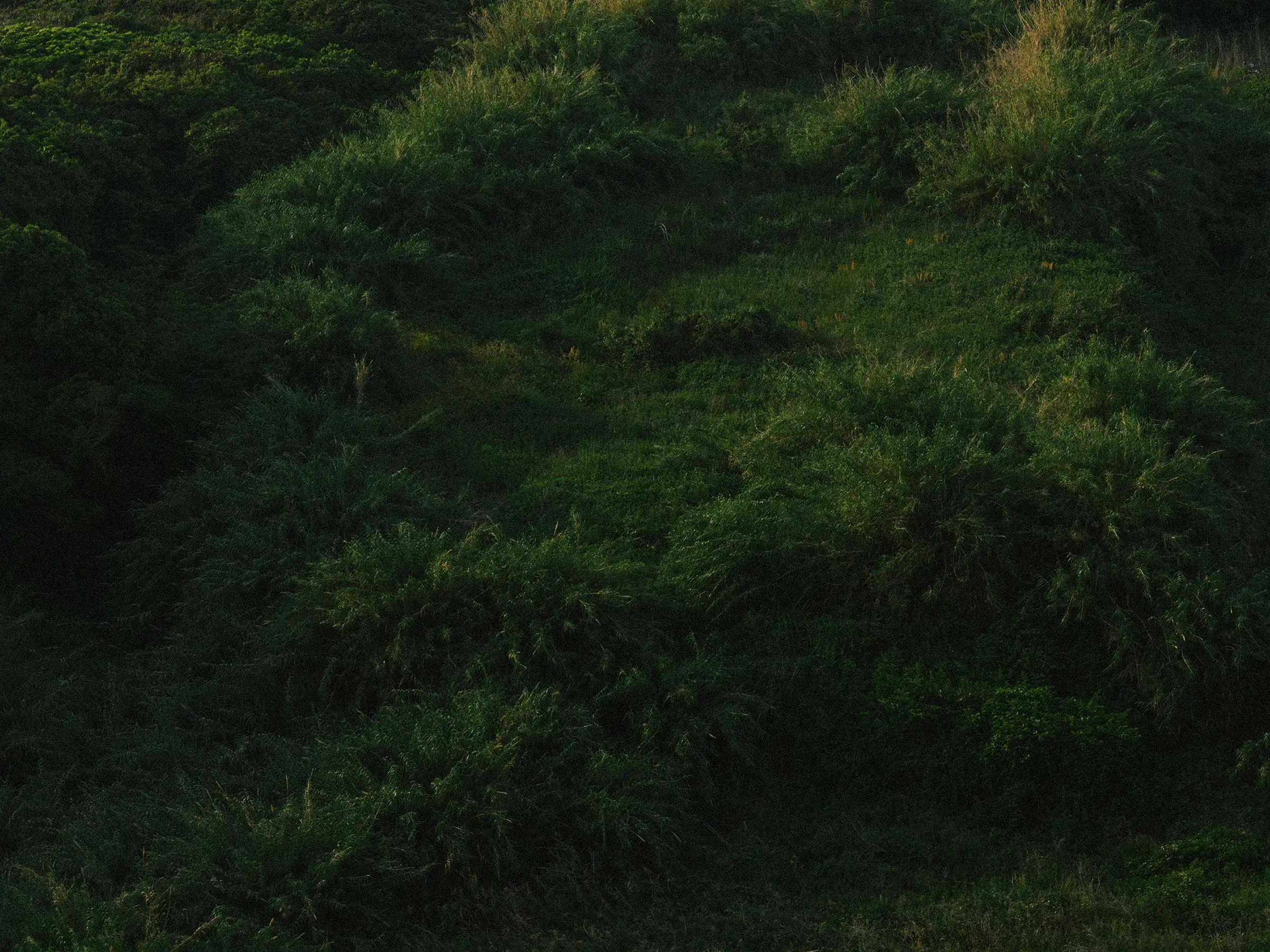 静けさに還る、海へ向かう鳥居の前で-福岡県福津市年毛神社(としもじんじゃ)
