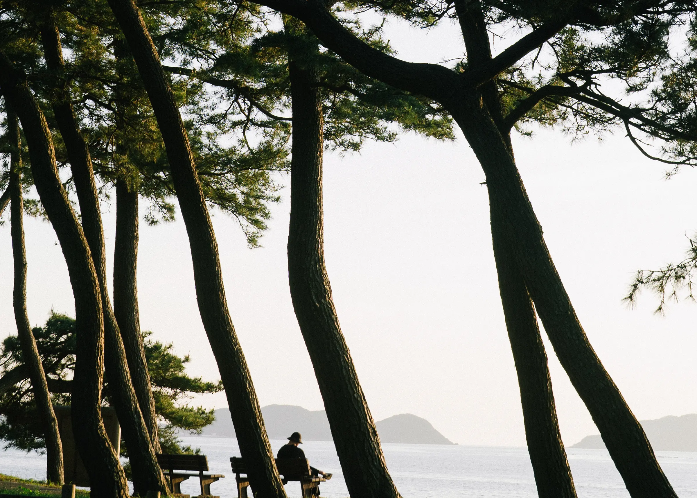 先人は松影から何を見ていたのか