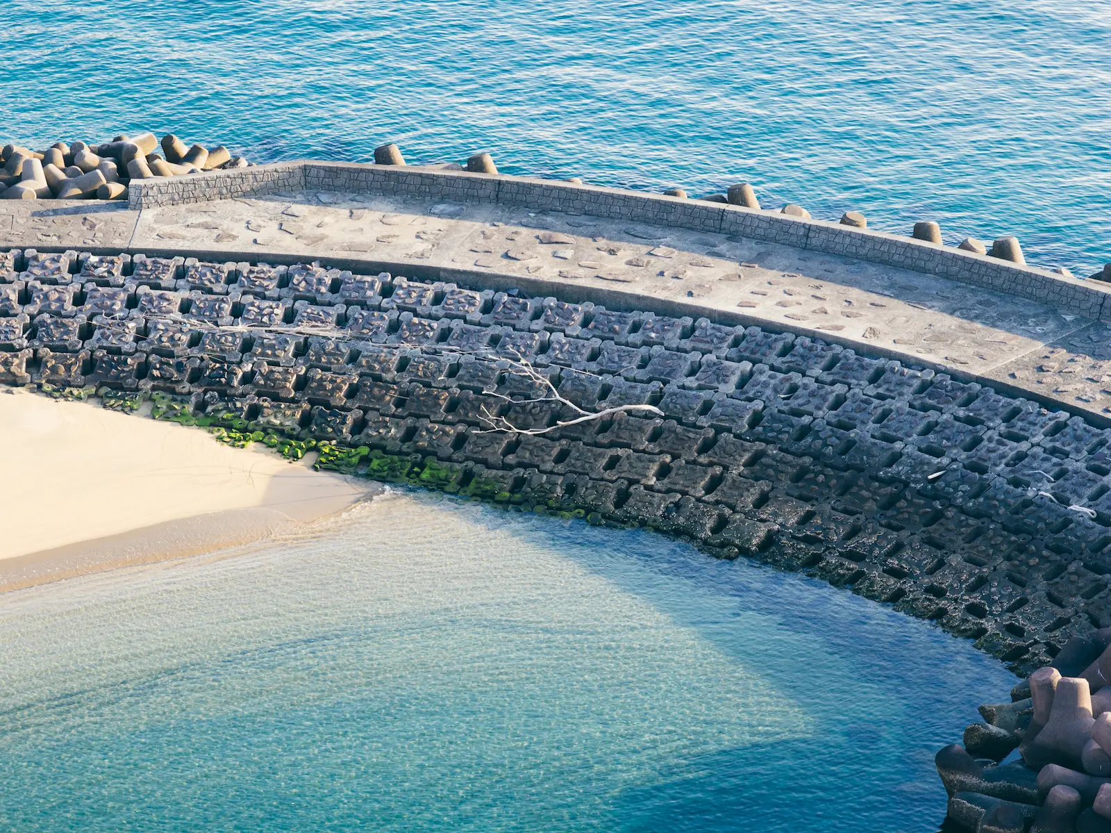 防波堤に立つ一本の木