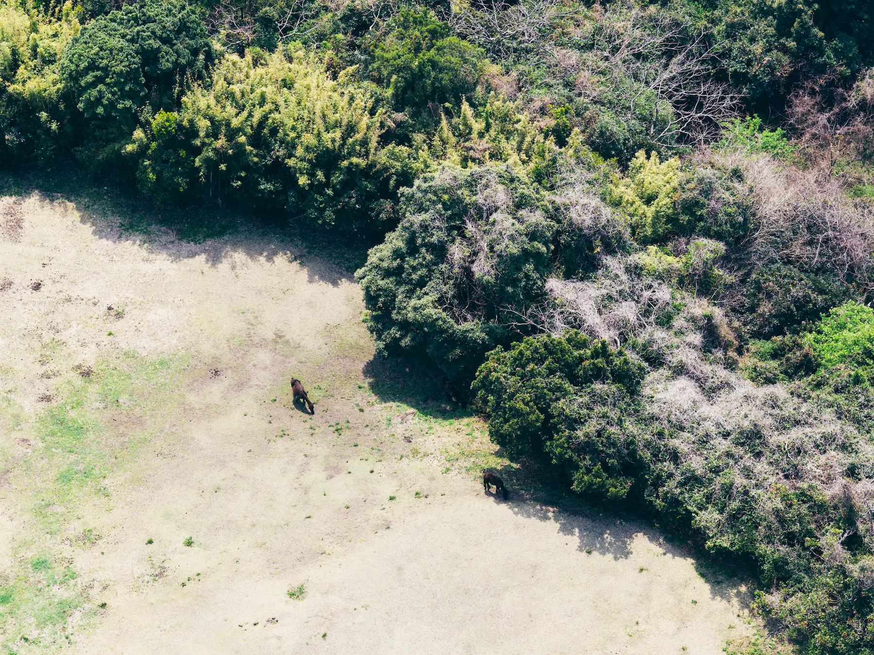 風の草原を歩く馬