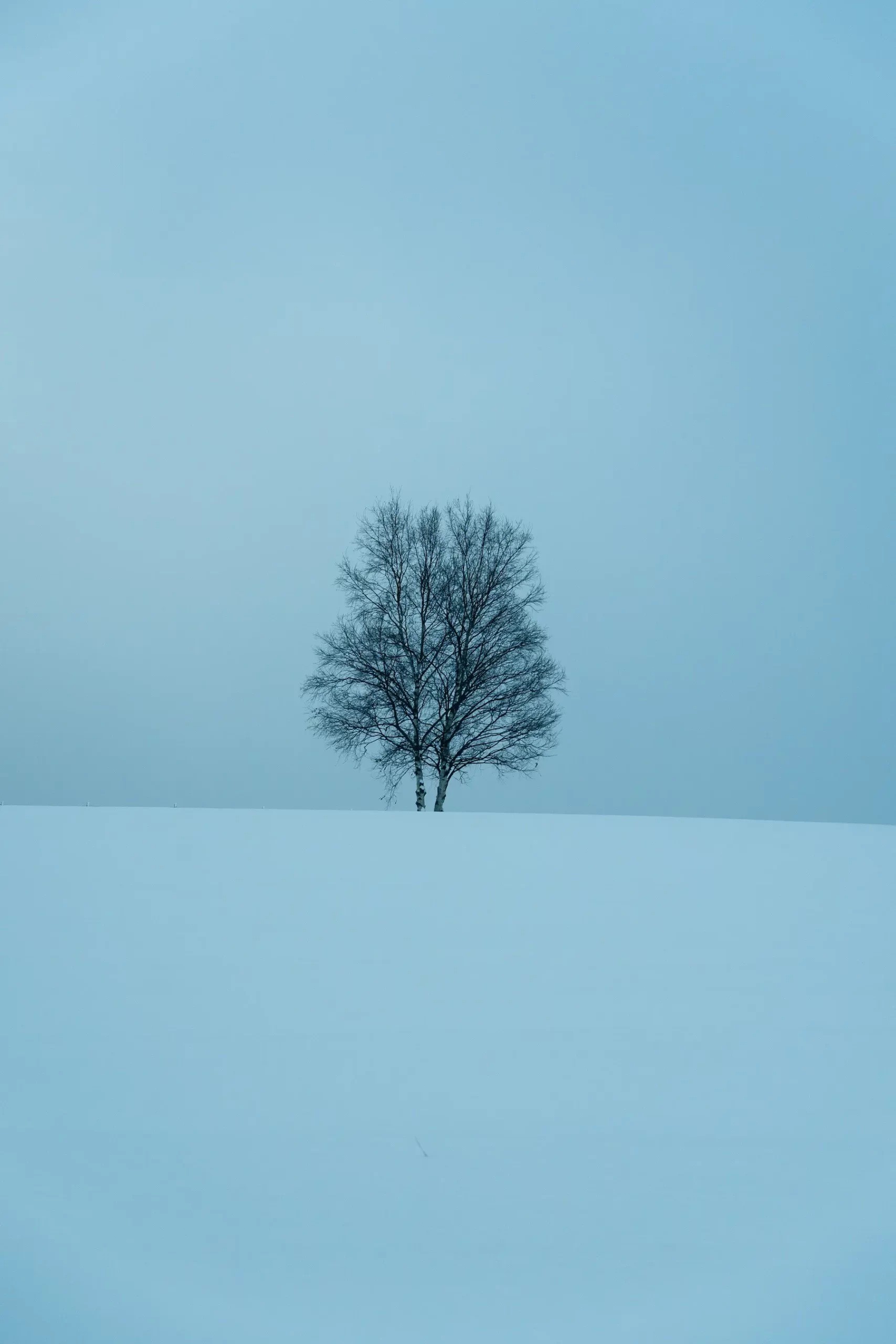 一本の木が、風景をつくる- 北海道上川郡美瑛町北瑛セブンスターの木